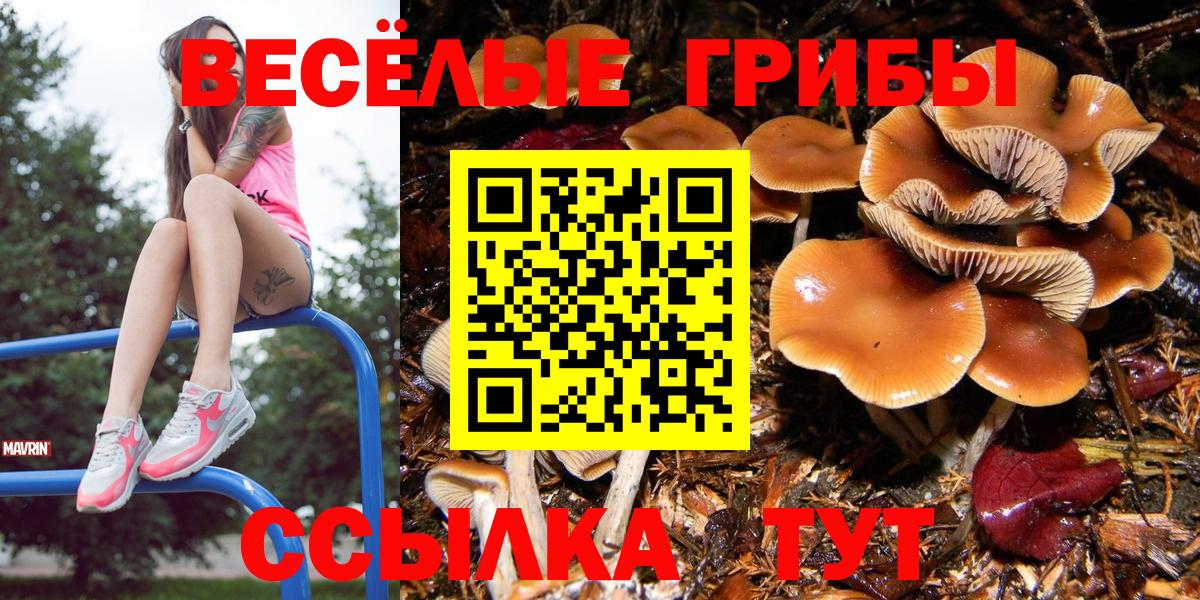Галлюциногенные грибы Psilocybe Кохма